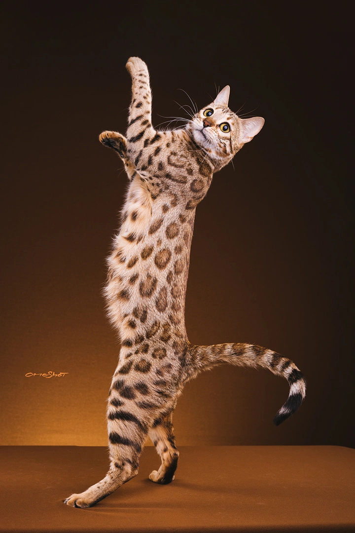 孟加拉豹猫的灵动