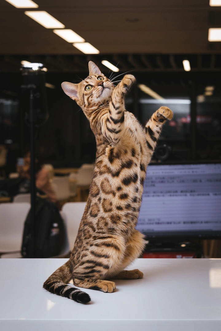 在佳能总部玩转猫咪摄影