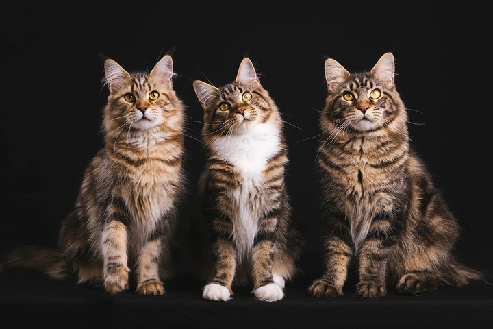缅因库恩猫