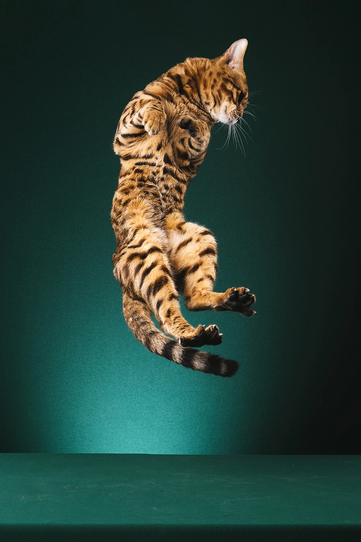 孟加拉豹猫——元宝