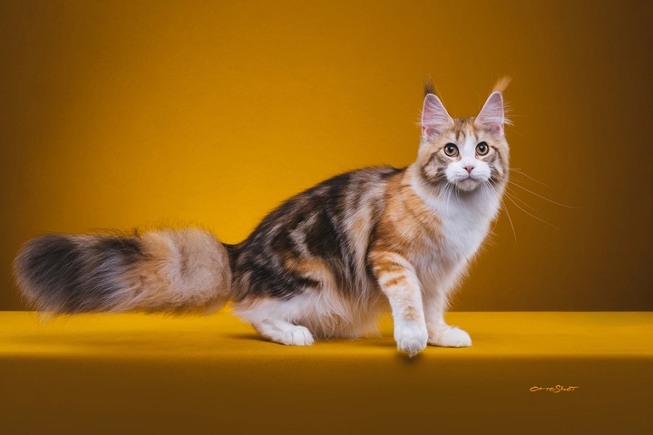 缅因库恩猫的证件照
