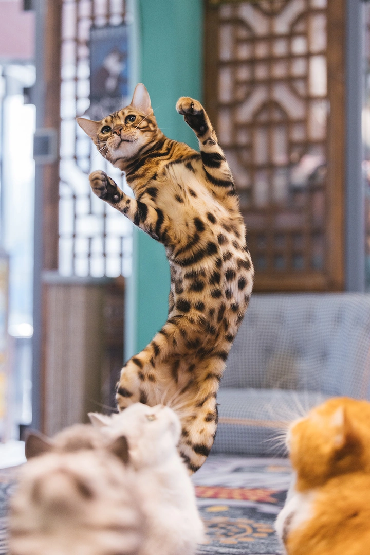 孟加拉豹猫的弹跳