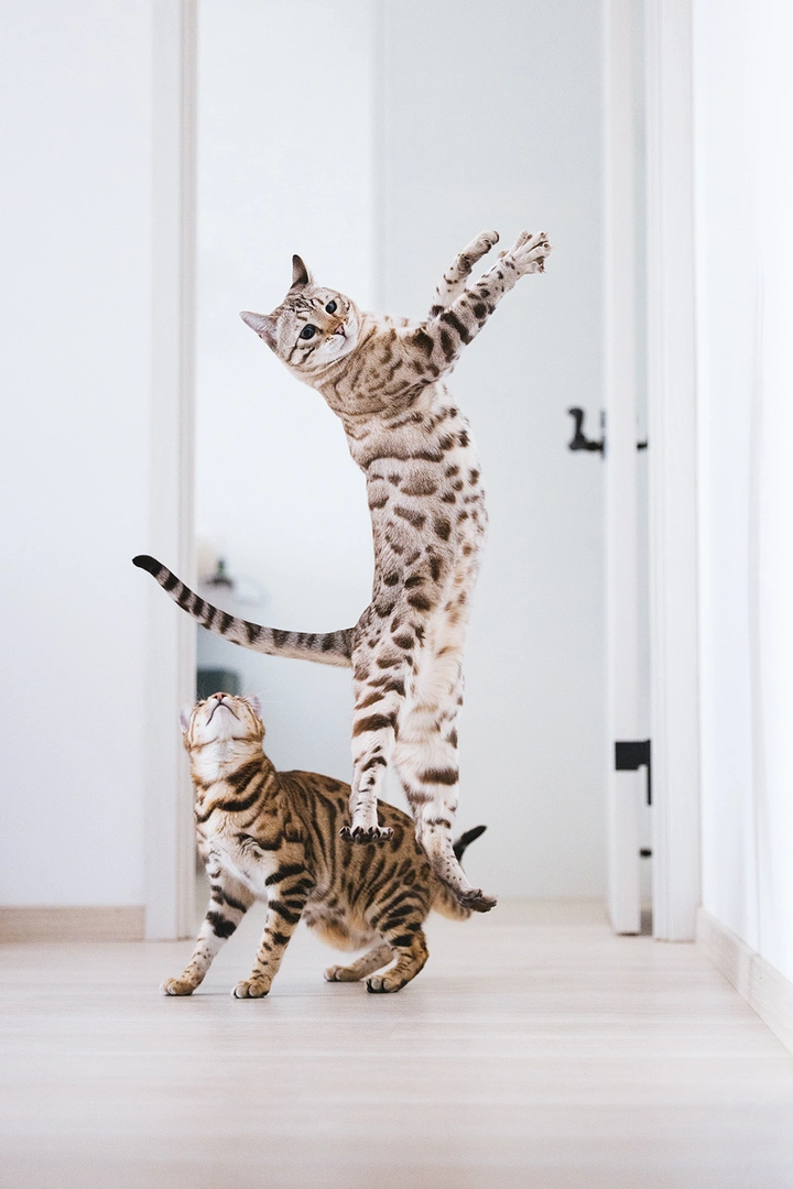 孟加拉豹猫起飞