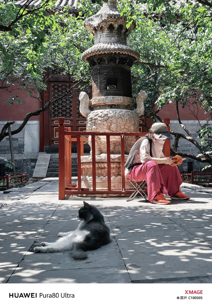 夏日清凉处，猫自卧禅心