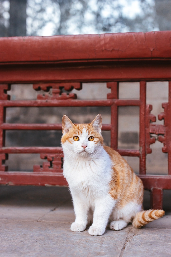 当吉祥第一次见到落叶：原来地上也会开花！