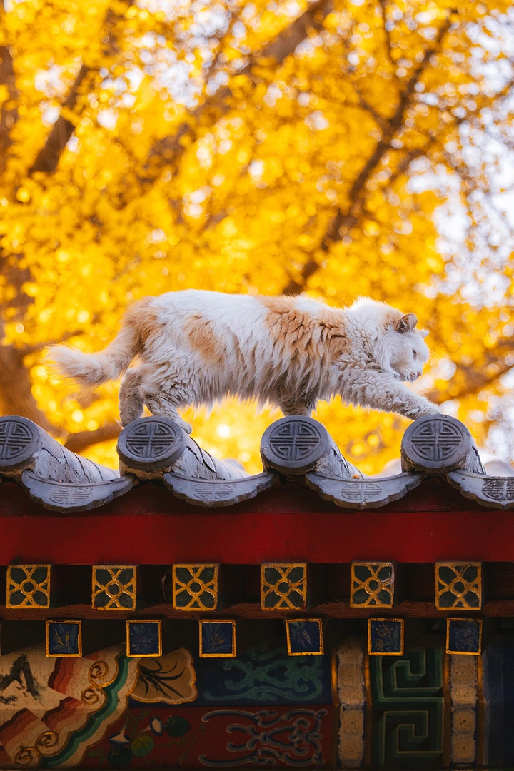 🍂帝都限定｜火遍全网的金黄银杏猫“双双”