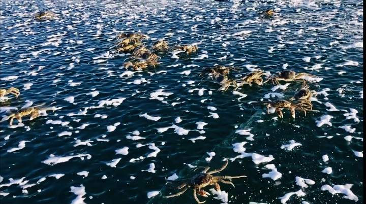 罗布湖冬捕