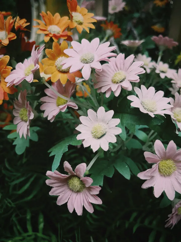 菊花