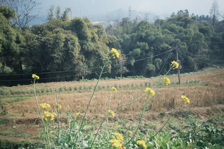 想成为大树，就不要和小草去比较