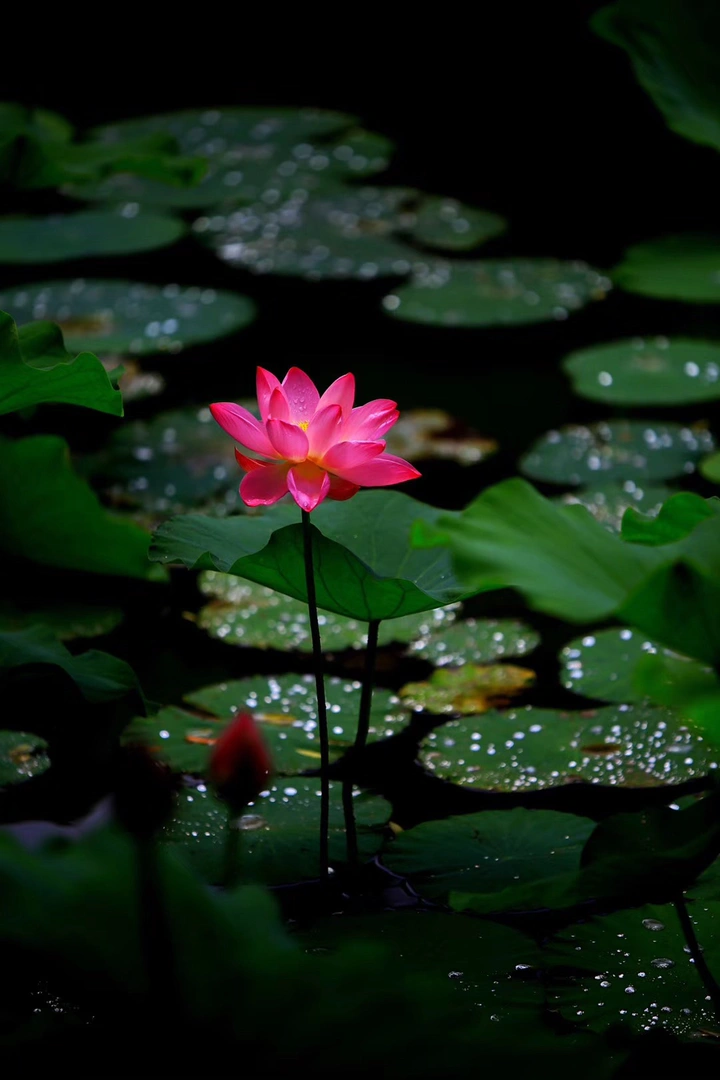 出水芙蓉