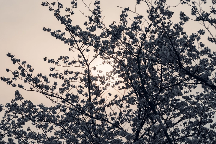 景