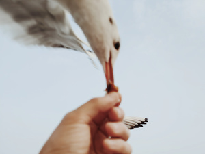 一个人手里拿着一只鸟