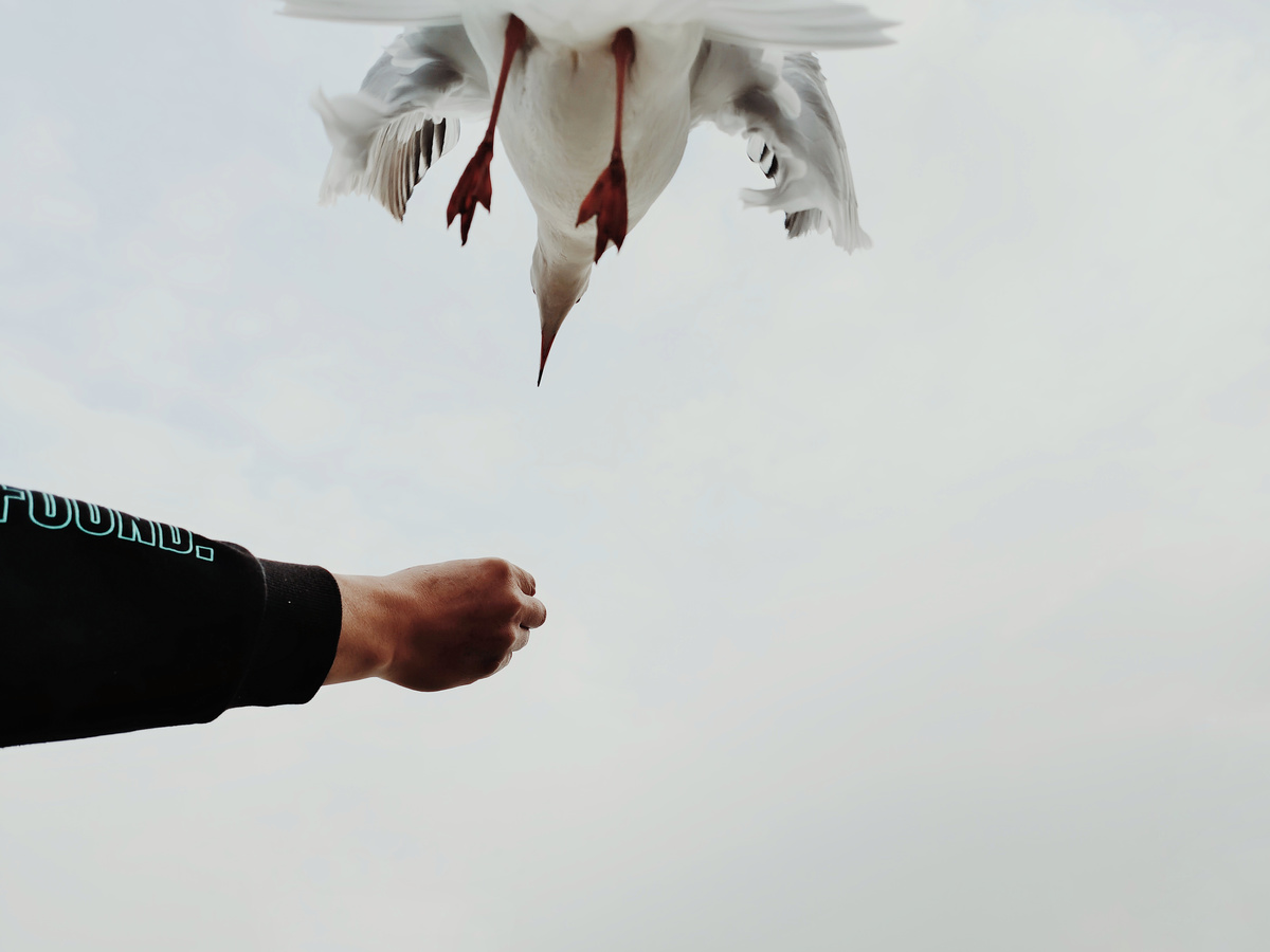 一只白海鸥在天空中飞翔 一只手伸向一个带着食物的男子。