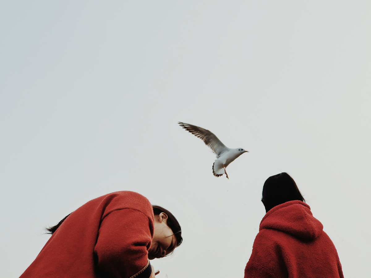 一些穿红衣服的人仰望天空中飞翔的海鸥