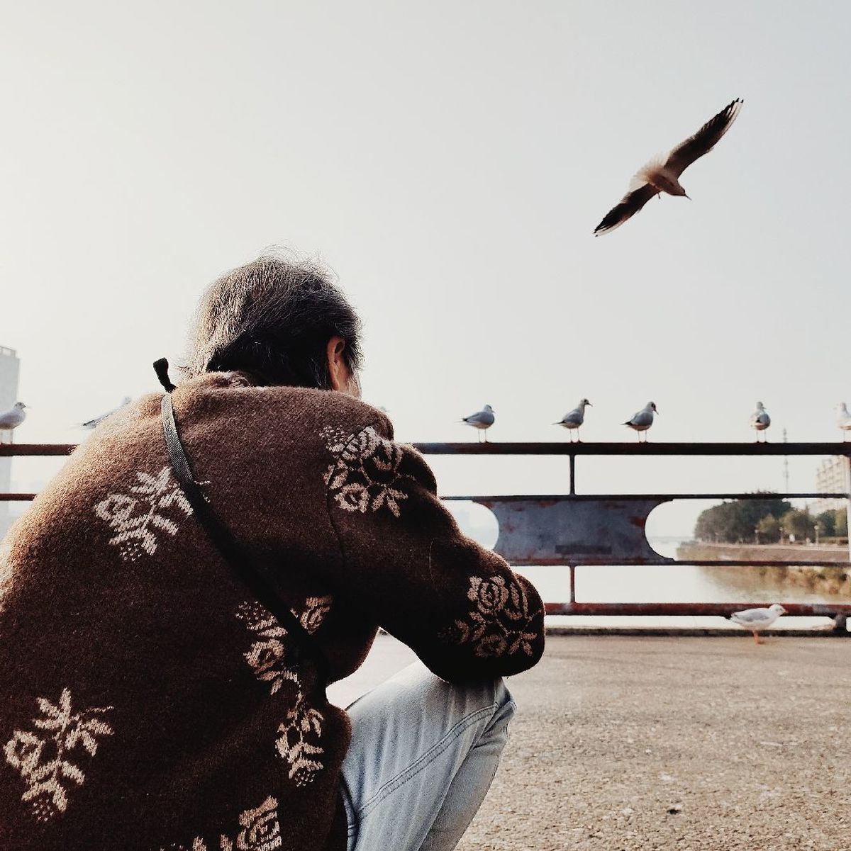 一个老人坐在长凳上 正在看鸽子在水面上飞翔。