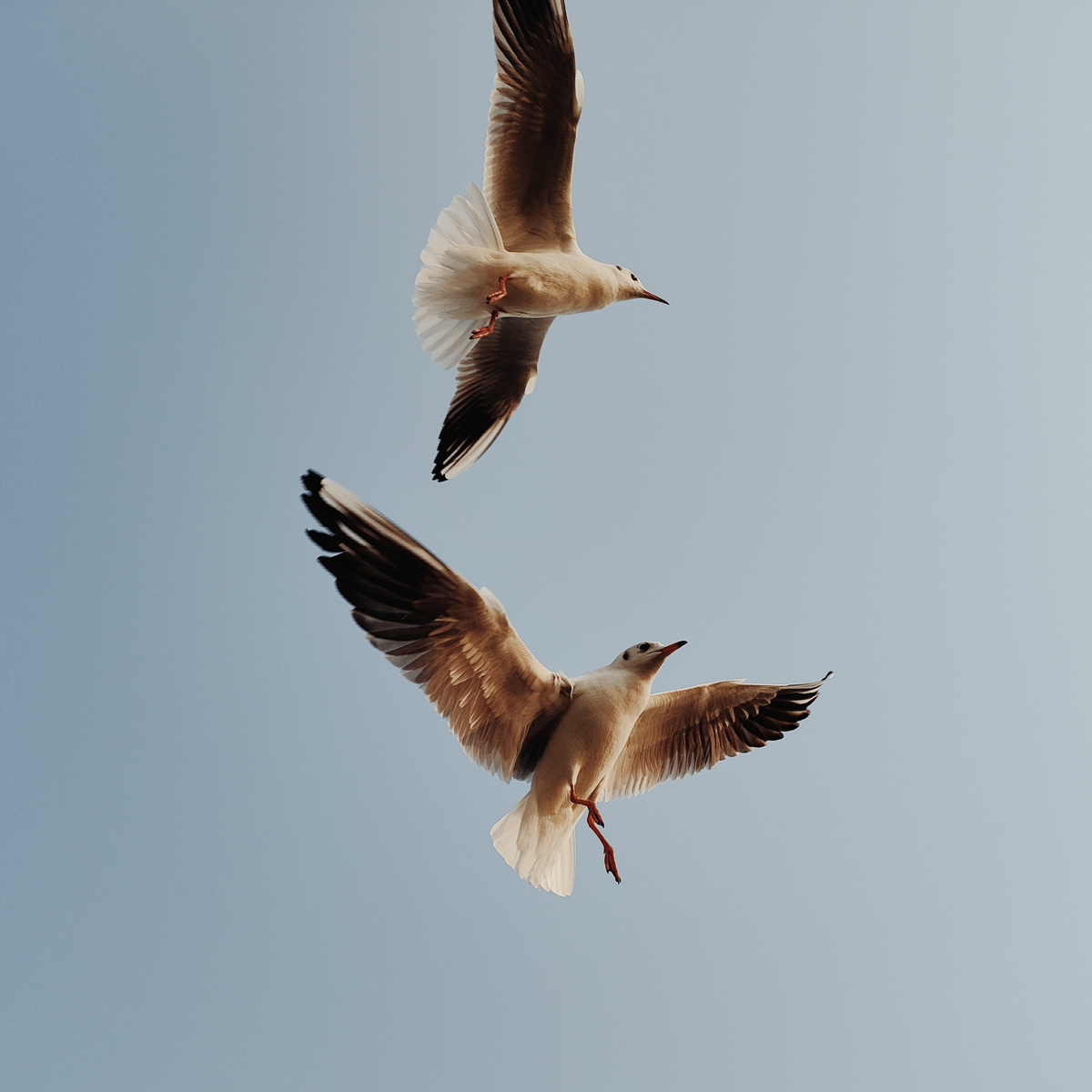 几只海鸥在天空中飞翔