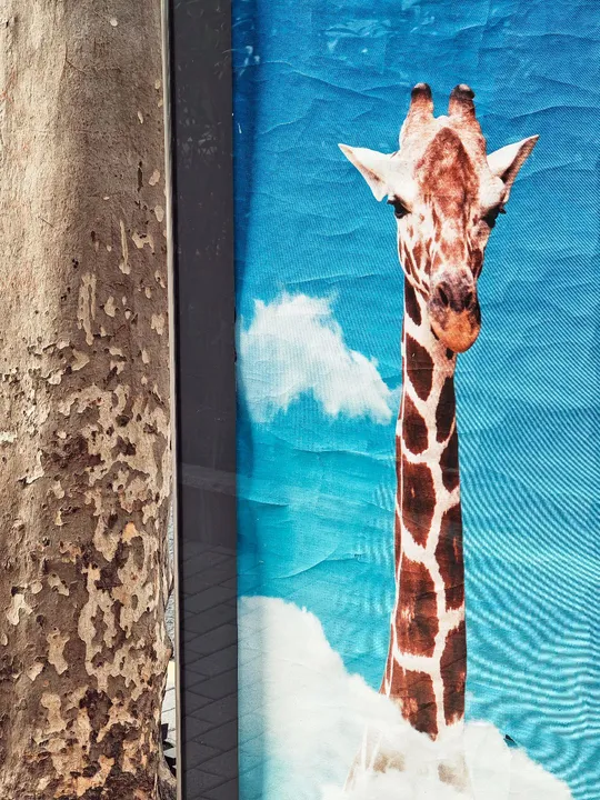 斑马站立在蓝色墙壁旁边的一张长颈鹿的照片