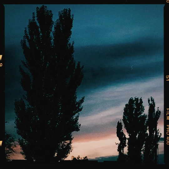 一个交通信号灯和背景中的日落树