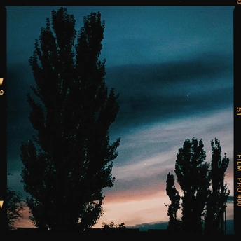 一个交通信号灯和背景中的日落树