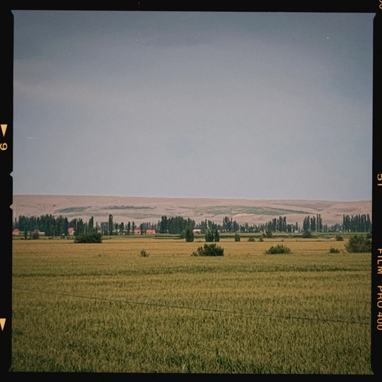 开阔的景观 有大片田野和树木