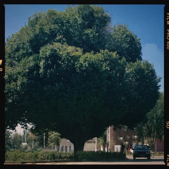 一条街道 有一棵大树和交通标志 背景是房子。