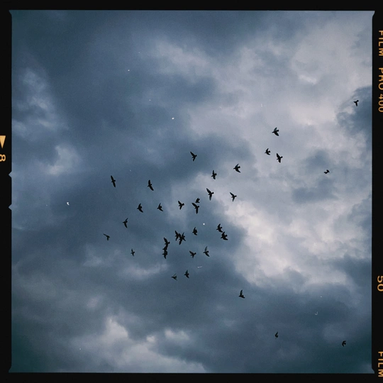 一群鸟儿在多云的天空飞翔