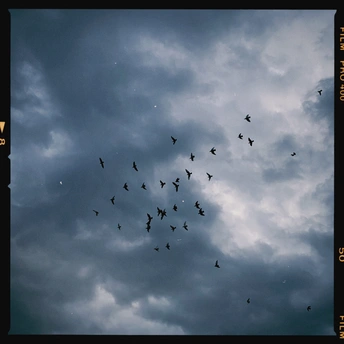 一群鸟儿在多云的天空飞翔