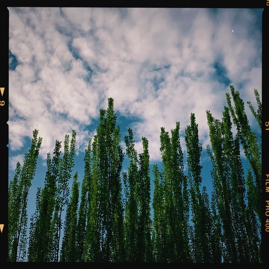 一行高大的树木对抗蔚蓝的天空