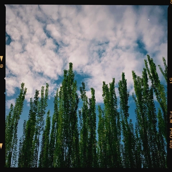 一行高大的树木对抗蔚蓝的天空