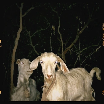 几只白色山羊站在一棵树旁边