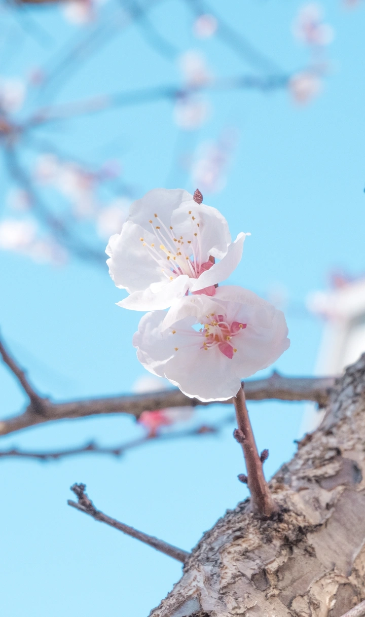 桃花依旧笑春风