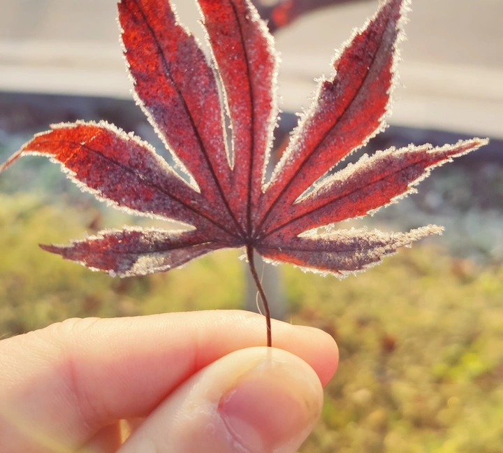冬天的浪漫