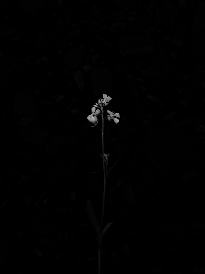 暗花