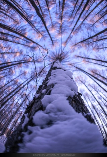 雪覆盖的树上挂着雪 背景是蓝天