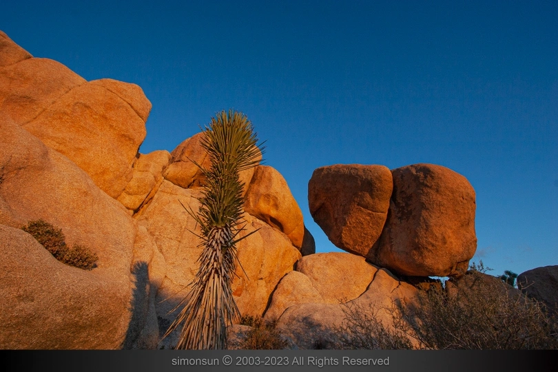 夕阳西下时分 孤独的一棵树在巨石之间生长 天空中泛着蓝色。