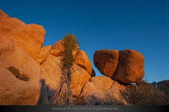 夕阳西下时分 孤独的一棵树在巨石之间生长 天空中泛着蓝色。