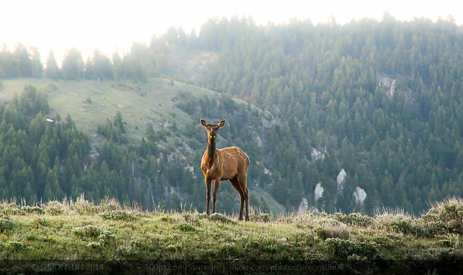 站在山丘上的鹿