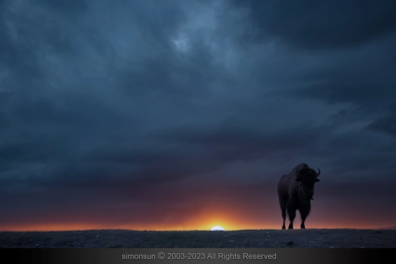 站在落日余晖下的野牛