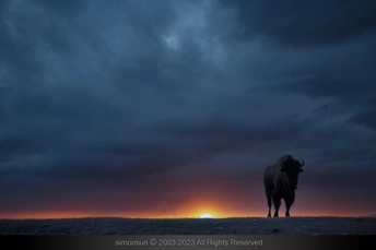 站在落日余晖下的野牛