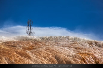 一片荒凉的景象中 一棵孤独的树矗立着。