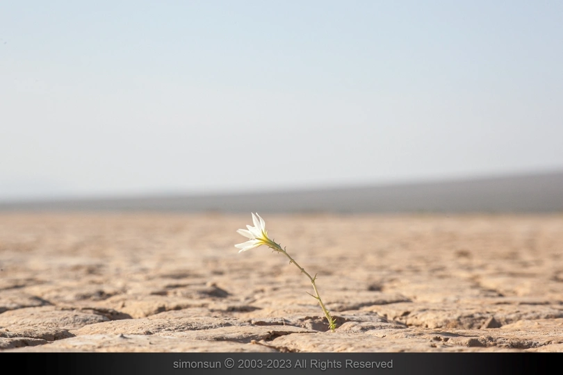 在沙漠中间的一小块植物上长着一朵花