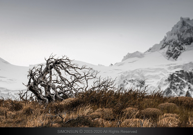 雪山上的一片死树
