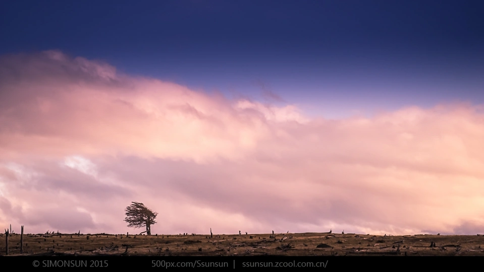 天空中有粉色的云朵 一个单独的树独自站在田野中。