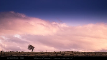 天空中有粉色的云朵 一个单独的树独自站在田野中。