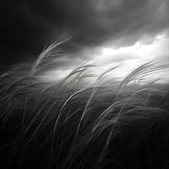 风吹草动 黑白天空下