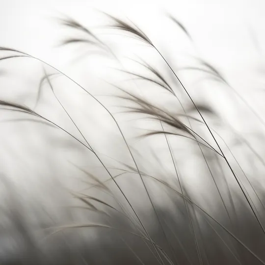 风吹 tall grass