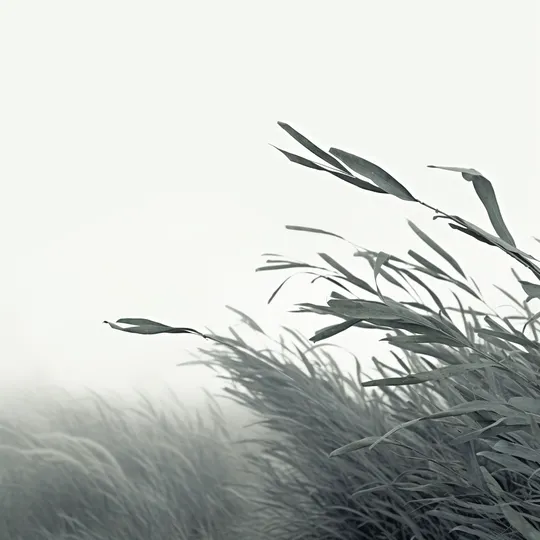 风中一望无际的草地