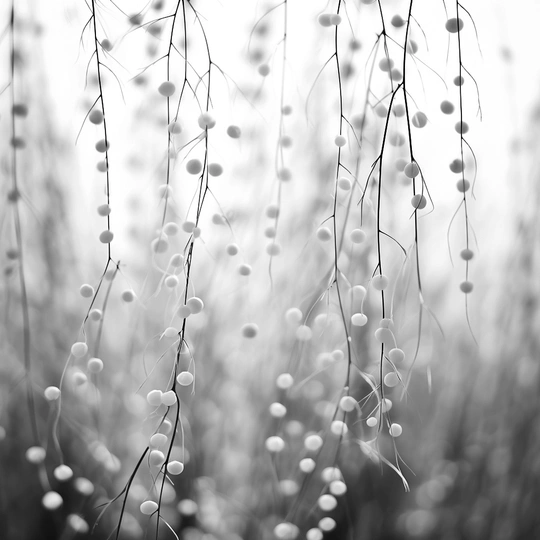 一棵树的一个分枝上挂着黑色和白色的珠子