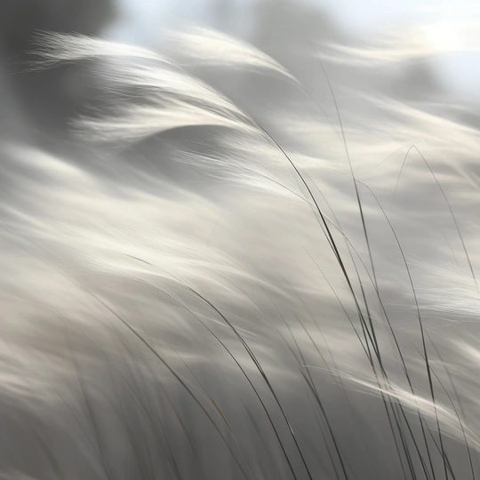 风吹草地 背景为白茫茫的天空。