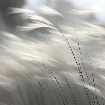 风吹草地 背景为白茫茫的天空。